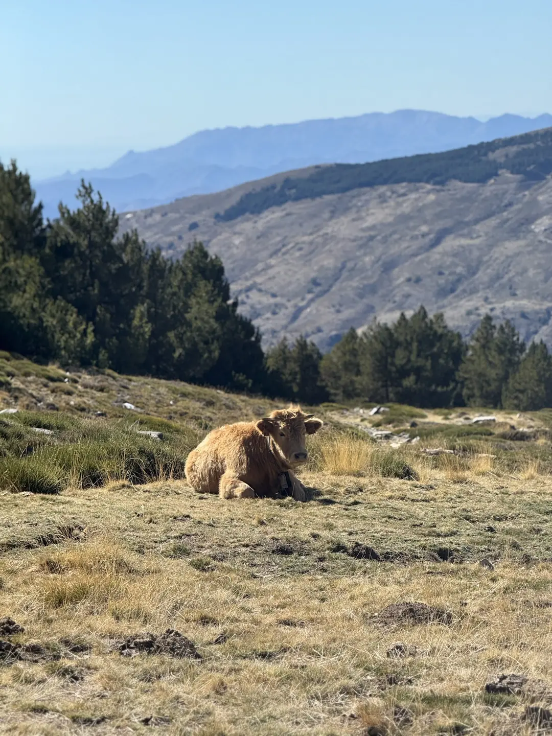 Cow resting in the high pastures of the Sierra Nevada with mountain views behind