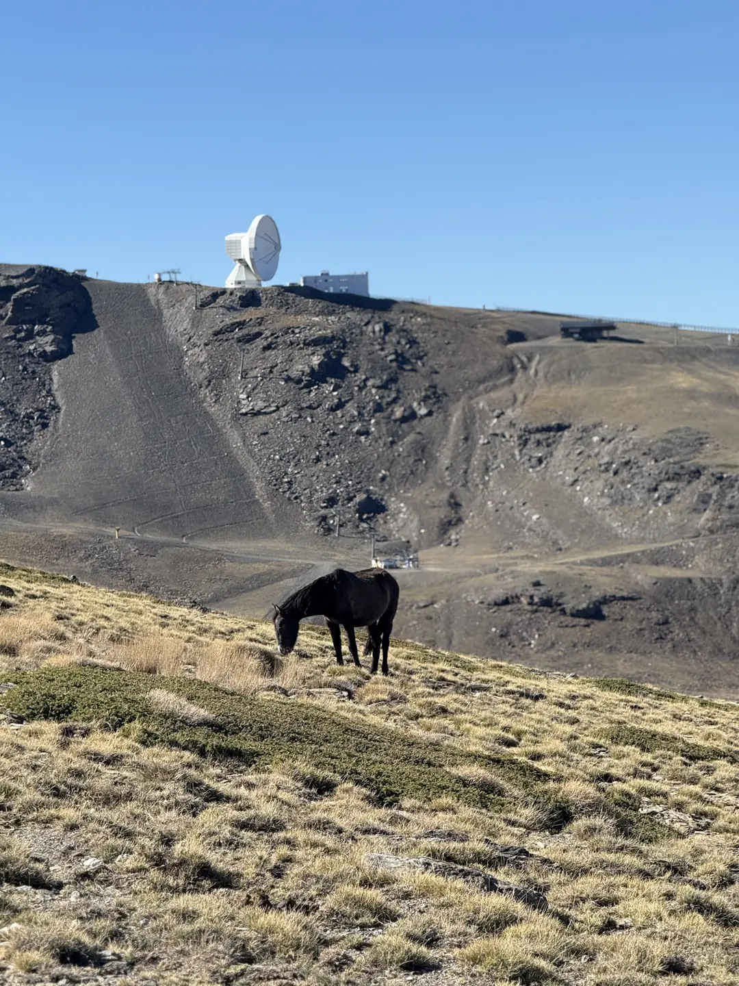 Horse grazing on the high slopes of the Sierra Nevada below the radio telescope